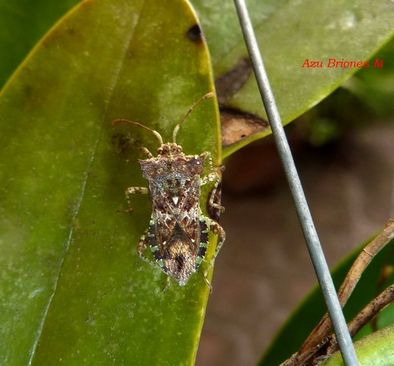 Collatia divergens