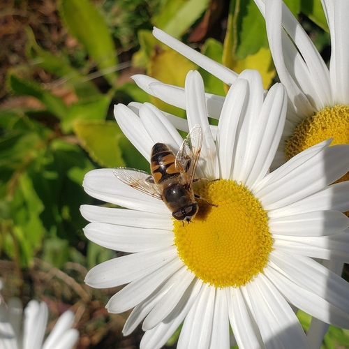 Unknown species found near Meredith, NH 03253, USA