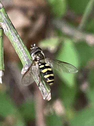 Unknown species found near Stony Brook University, Stony Brook, NY, US