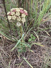 Asclepias fallax