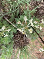 Chascanum hederaceum