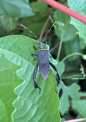 Citron Bug