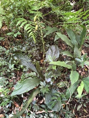 Calanthe masuca