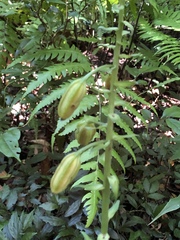 Calanthe masuca