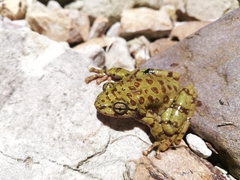 Heleophryne purcelli