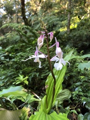 Calanthe arisanensis