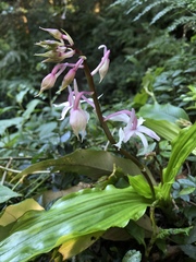 Calanthe arisanensis