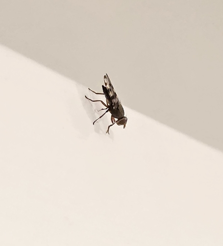 Unknown species found near Bountiful, UT 84010, USA