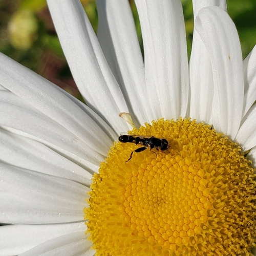 Unknown species found near Meredith, NH 03253, USA
