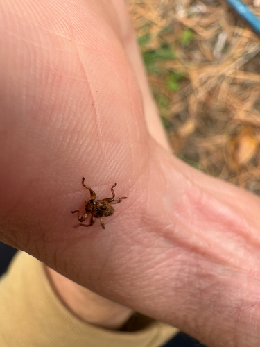 Unknown species found near New England National Scenic Trail, East Granby, CT, US