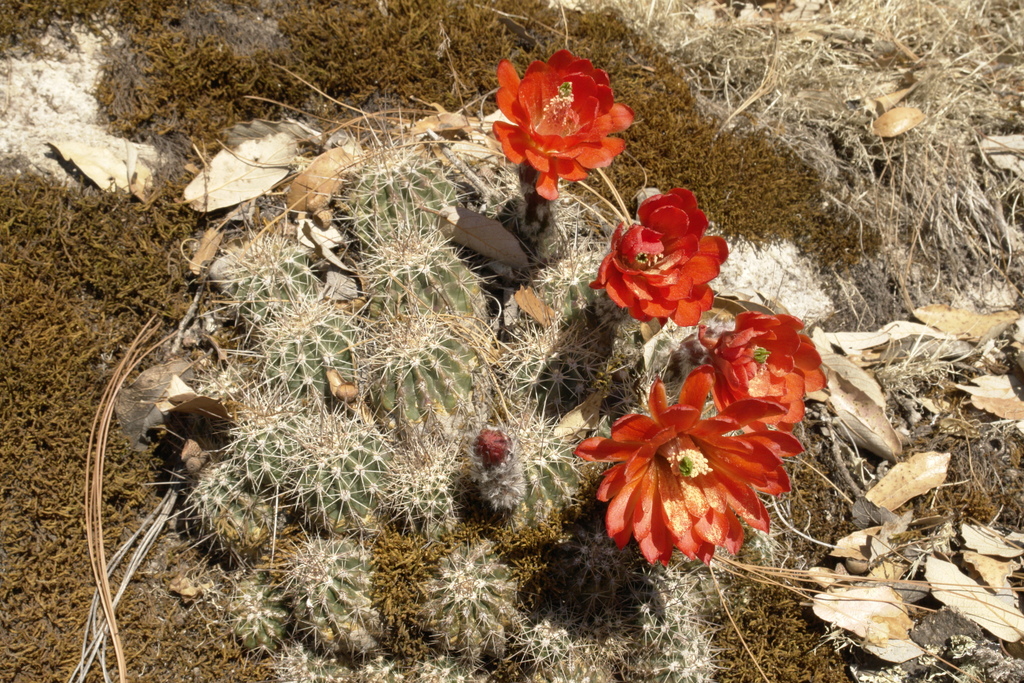 Echinocereus topiensis