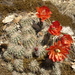 Echinocereus topiensis - Photo (c) Wolfgang Blum, algunos derechos reservados (CC BY-NC), uploaded by Wolfgang Blum