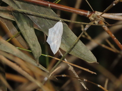 Acropteris leptaliata