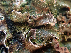 Pseudocyphellaria episticta