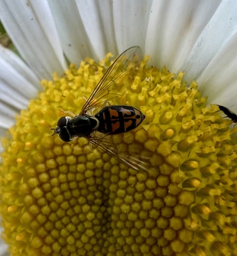 Unknown species found near Amherst Rd, Pelham, MA, US