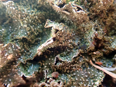 Pseudocyphellaria episticta