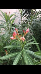 Nerium oleander
