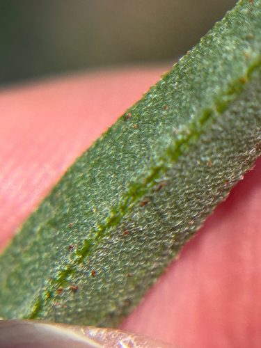 Palafoxia texana, photograph 6