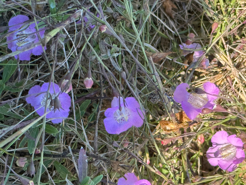 Agalinis strictifolia, photograph 4