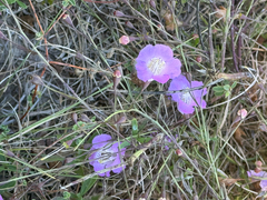 Agalinis strictifolia, photograph (c) Chet Burrier, some rights reserved (CC BY)