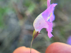 Agalinis strictifolia, photograph (c) Chet Burrier, some rights reserved (CC BY)