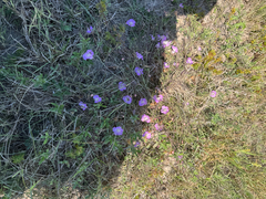 Agalinis strictifolia, photograph (c) Chet Burrier, some rights reserved (CC BY)