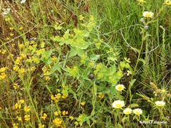 Euphorbia serrata