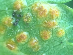 Puccinia modiolae
