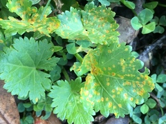Puccinia modiolae