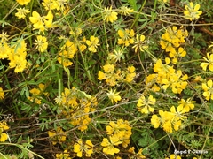 Hippocrepis scabra