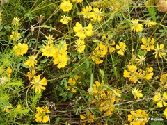 Hippocrepis scabra