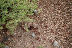 Pogonomyrmex bicolor