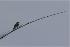 Chlorocichla simplex