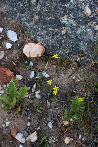 Mountain Capestar (Pauridia monticola)