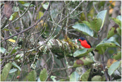 Laniarius erythrogaster