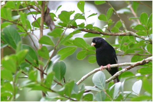 iNaturalist image