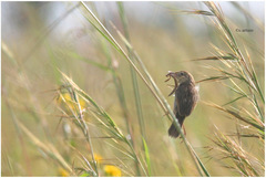 Cisticola natalensis