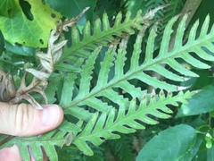 Pteris carsei