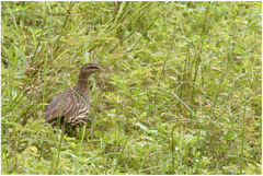 Pternistis bicalcaratus