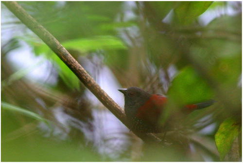 iNaturalist image