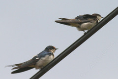 Hirundo aethiopica