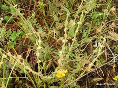 Sanguisorba verrucosa