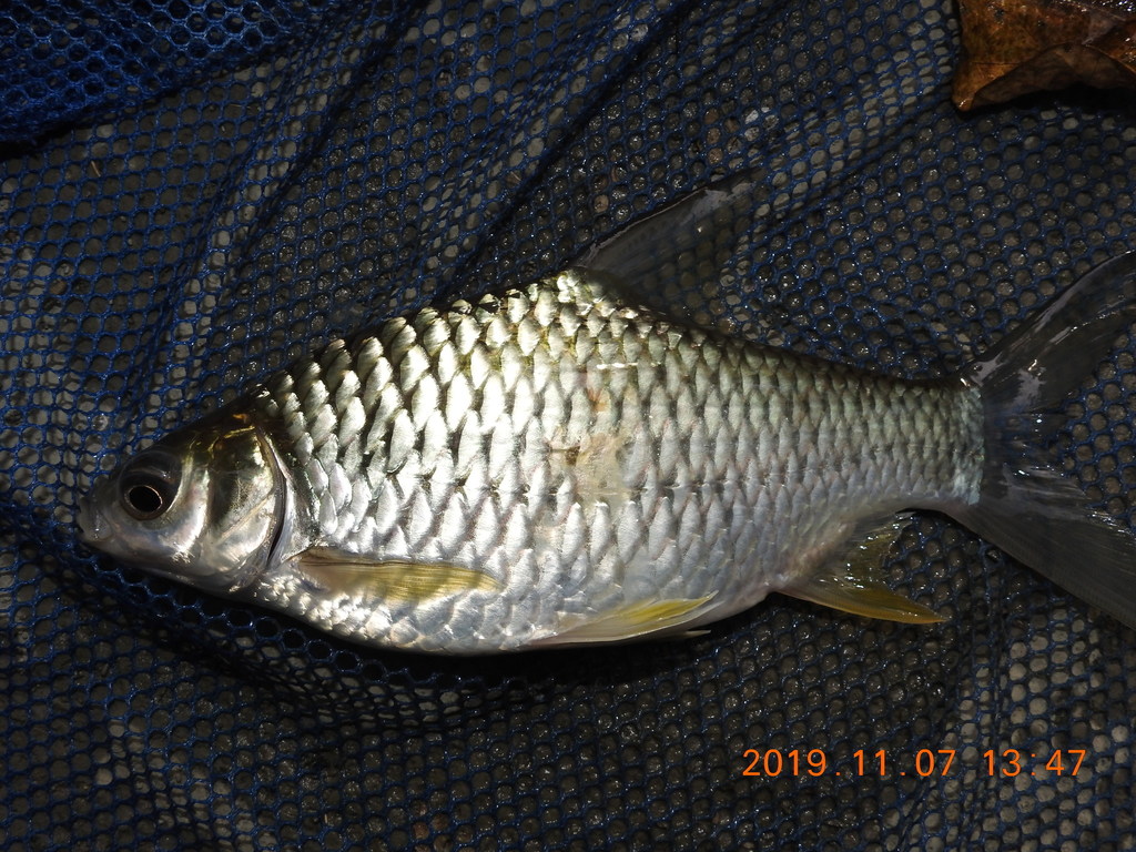 Pierre's barb (Hypsibarbus pierrei) — Cyprinidae