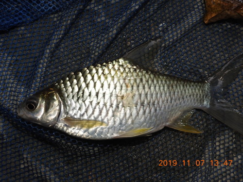 Pierre's barb (Hypsibarbus pierrei) — Cyprinidae