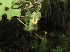 Chadisra bipars
