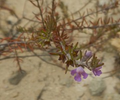 Westringia eremicola