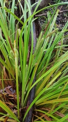 Carex forsteri