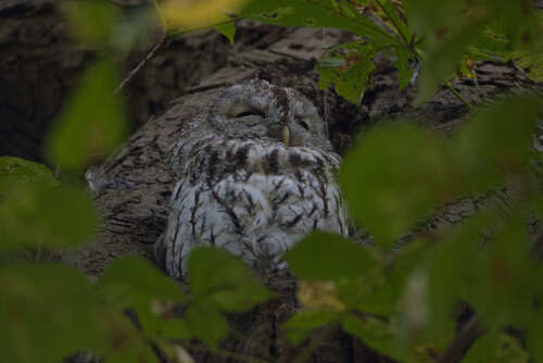 View observation of {o.common_name} on iNaturalist