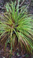 Carex forsteri