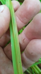 Carex forsteri